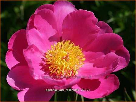 Paeonia &#039;Karl Rosenfield&#039; | Pioenroos | Pfingstrose | Peony