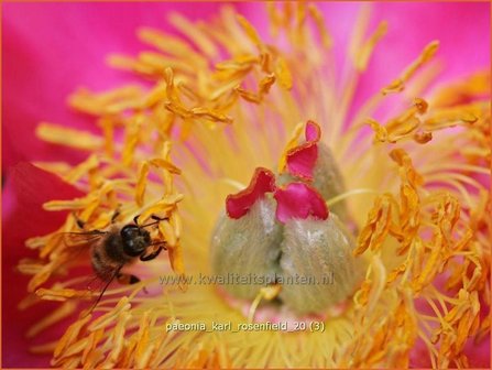 Paeonia &#039;Karl Rosenfield&#039; | Pioenroos | Pfingstrose