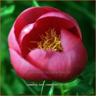 Paeonia &#039;Karl Rosenfield&#039; | Pioenroos | Pfingstrose