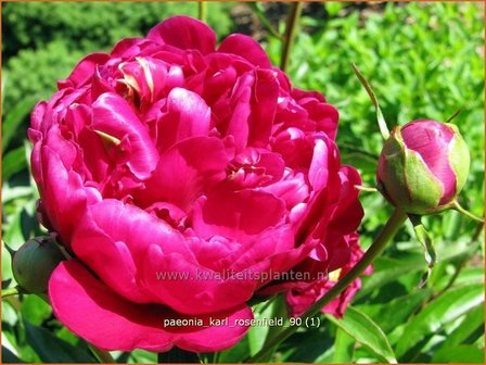 Paeonia &#039;Karl Rosenfield&#039; | Pioenroos | Pfingstrose