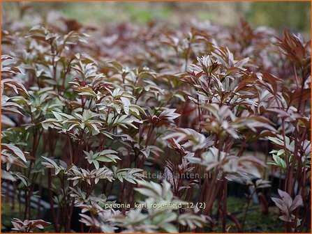 Paeonia &#039;Karl Rosenfield&#039; | Pioenroos | Pfingstrose