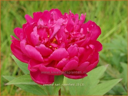 Paeonia &#039;Karl Rosenfield&#039; | Pioenroos | Pfingstrose