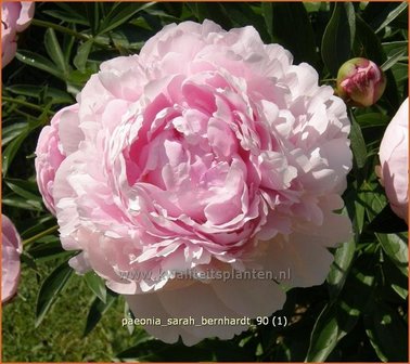 Paeonia &#039;Sarah Bernhardt&#039; | Pioenroos