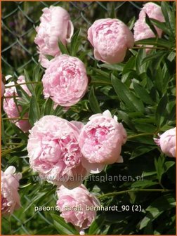 Paeonia &#039;Sarah Bernhardt&#039; | Pioenroos