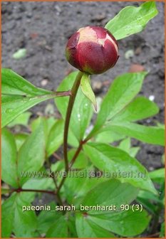 Paeonia &#039;Sarah Bernhardt&#039; | Pioenroos