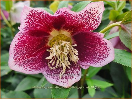 Helleborus orientalis 'Pretty Ellen Spotted' | Kerstroos, Lenteroos, Vastenroos, Oosters nieskruid, Nieskruid | Lenzr