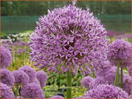 Allium &amp;#39;Gladiator&amp;#39; | Reuzenlook, Sierui, Look | Lauch