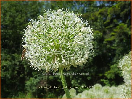 Allium stipitatum &amp;#39;White Giant&amp;#39; | Sierui, Look | Gestielter lauch