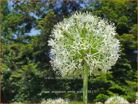 Allium stipitatum &amp;#39;White Giant&amp;#39; | Sierui, Look | Gestielter lauch