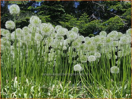 Allium stipitatum &amp;#39;White Giant&amp;#39; | Sierui, Look | Gestielter lauch