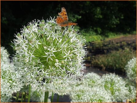 Allium stipitatum &amp;#39;White Giant&amp;#39; | Sierui, Look | Gestielter lauch