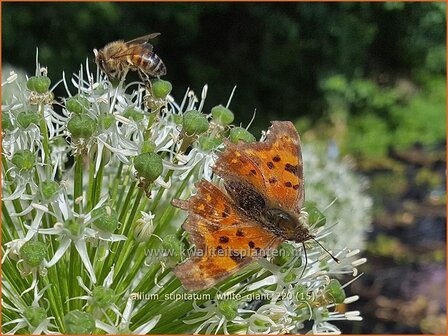 Allium stipitatum &amp;#39;White Giant&amp;#39; | Sierui, Look | Gestielter lauch