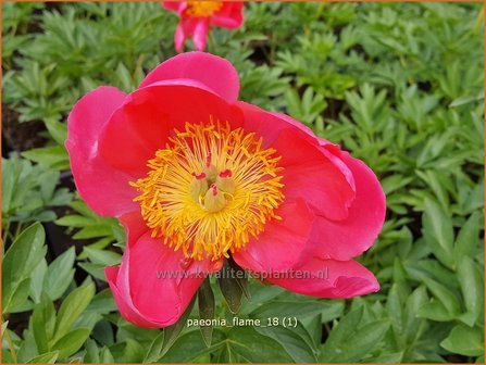 Paeonia &amp;#39;Flame&amp;#39; | Pioenroos | Pfingstrose