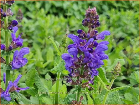Salvia nemorosa &#039;Sky Blue Marvel&#039; | Bossalie, Salie, Salvia | Steppensalbei