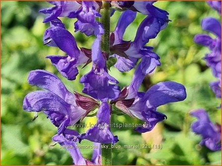 Salvia nemorosa &amp;#39;Sky Blue Marvel&amp;#39;