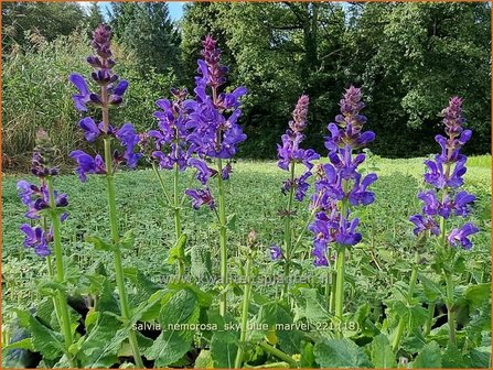 Salvia nemorosa &#039;Sky Blue Marvel&#039; | Bossalie, Salie, Salvia | Steppensalbei