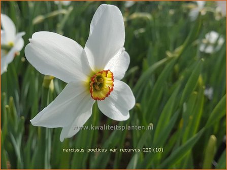 Narcissus poeticus &#039;Recurvus&#039;