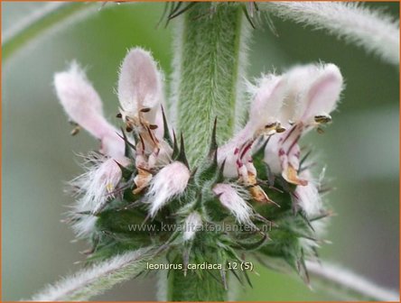 Leonurus cardiaca | Hartgespan | Echtes Herzgespann | Cow Wort