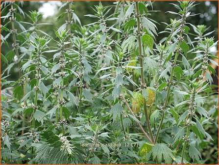 Leonurus cardiaca | Hartgespan | Echtes Herzgespann | Cow Wort
