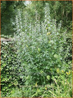 Leonurus cardiaca | Hartgespan | Echtes Herzgespann | Cow Wort