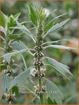 Leonurus cardiaca | Hartgespan | Echtes Herzgespann | Cow Wort