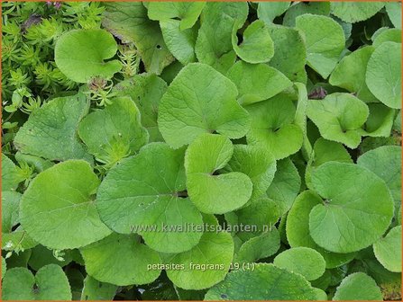 Petasites fragrans | Winterheliotroop, Hoefblad | Winter-Heliotrop | Winter heliotrope