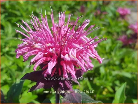 Monarda &#039;Bubblegum Blast&#039; | Bergamotplant, Indianennetel | Indianernessel