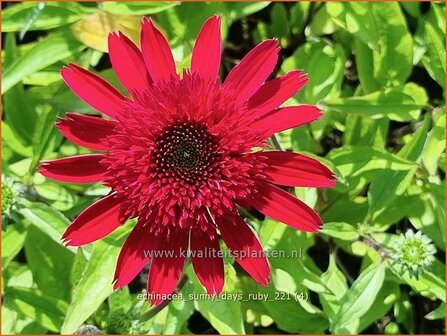 Echinacea 'Sunny Days Ruby' | Rode zonnehoed, Zonnehoed | Roter Sonnenhut