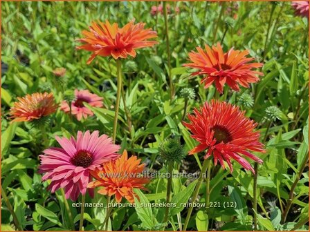 Echinacea purpurea 'Sunseekers Rainbow' | Rode zonnehoed, Zonnehoed | Roter Sonnenhut