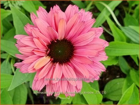 Echinacea purpurea 'Sunseekers Rainbow' | Rode zonnehoed, Zonnehoed | Roter Sonnenhut