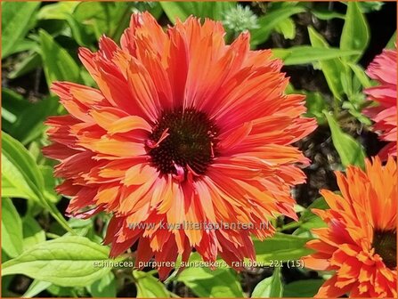 Echinacea purpurea 'Sunseekers Rainbow' | Rode zonnehoed, Zonnehoed | Roter Sonnenhut
