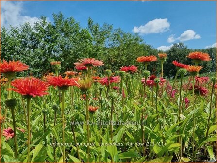 Echinacea purpurea 'Sunseekers Rainbow' | Rode zonnehoed, Zonnehoed | Roter Sonnenhut