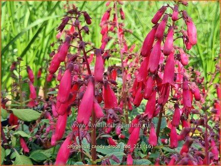 Phygelius &#039;Candy Drops Red&#039; | Kaapse fuchsia | Kapfuchsie