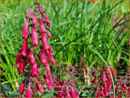 Phygelius &#039;Candy Drops Red&#039; | Kaapse fuchsia | Kapfuchsie