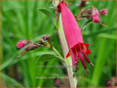 Phygelius &#039;Candy Drops Red&#039; | Kaapse fuchsia | Kapfuchsie