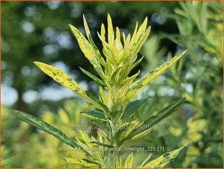 Artemisia vulgaris &#039;Oriental Limelight&#039; | Bijvoet, Alsem | Gew&ouml;hnlicher Beifu&szlig;