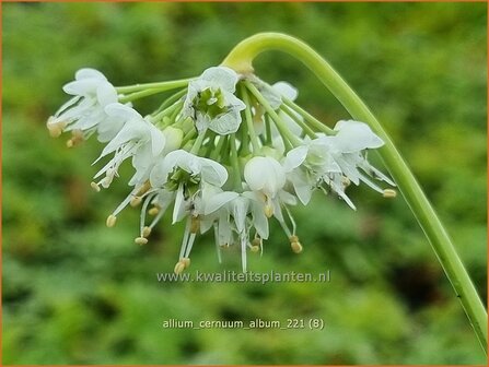 Allium cernuum &#039;Album&#039; | Amerikaanse look, Sierui, Look | Nickender Lauch