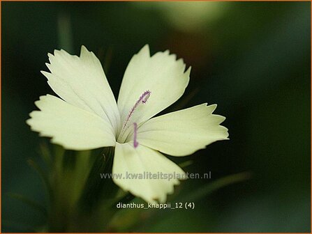 Dianthus knappii | Anjer | Balkan-Nelke | Yellow Pink