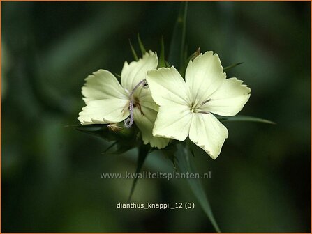 Dianthus knappii | Anjer | Balkan-Nelke | Yellow Pink