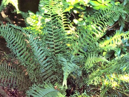 Dryopteris affinis &#039;Cristata The King&#039;