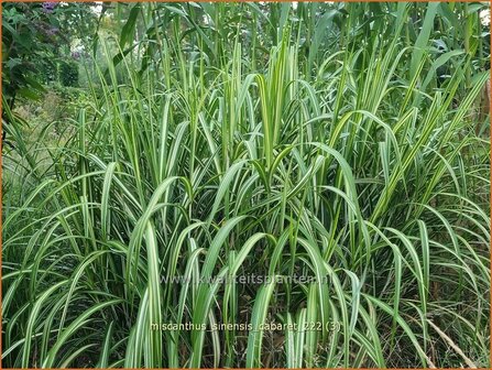 Miscanthus sinensis 'Cabaret' | Prachtriet, Chinees riet, Japans sierriet, Sierriet | Chinaschilf