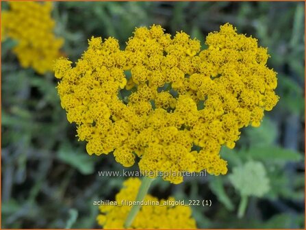 Achillea filipendulina &#039;Altgold&#039; | Duizendblad | Hohe Goldgarbe | Fern-Leaf Yarrow