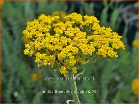 Achillea filipendulina &#039;Altgold&#039; | Duizendblad | Hohe Goldgarbe | Fern-Leaf Yarrow