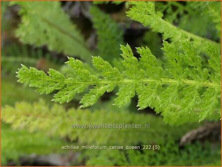 Achillea millefolium 'Cerise Queen' | Duizendblad | Gewöhnliche Schafgarbe | California yarrow