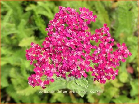 Achillea millefolium &#039;Cerise Queen&#039; | Duizendblad | Gew&ouml;hnliche Schafgarbe | California yarrow