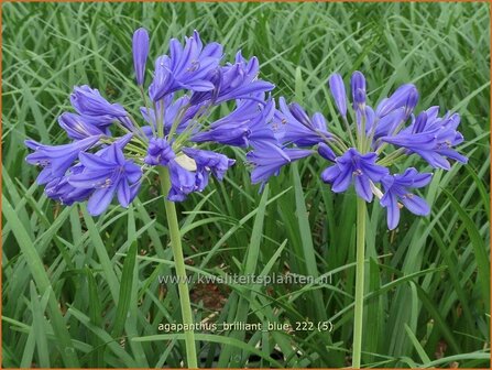 Agapanthus &#039;Brilliant Blue&#039; | Afrikaanse lelie, Kaapse lelie, Liefdesbloem | Schmucklilie | African Lily