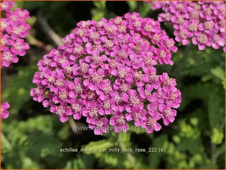 Achillea millefolium 'Milly Rock Rose' | Duizendblad | Gew&ouml;hnliche Schafgarbe | California yarrow