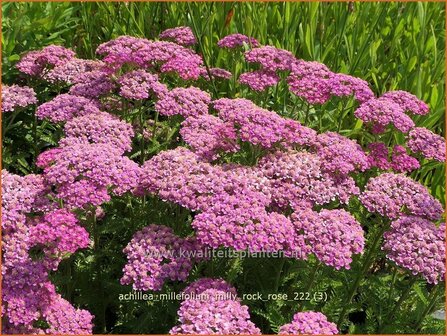 Achillea millefolium 'Milly Rock Rose' | Duizendblad | Gew&ouml;hnliche Schafgarbe | California yarrow