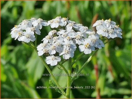 Achillea millefolium &#039;White Beauty&#039; | Duizendblad | Gew&ouml;hnliche Schafgarbe | California yarrow