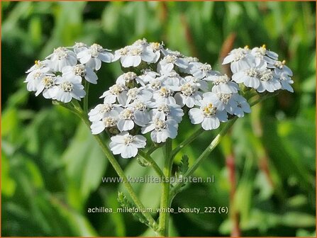 Achillea millefolium 'White Beauty' | Duizendblad | Gew&ouml;hnliche Schafgarbe | California yarrow